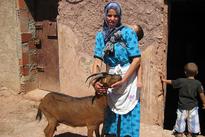 Goat and stove projects