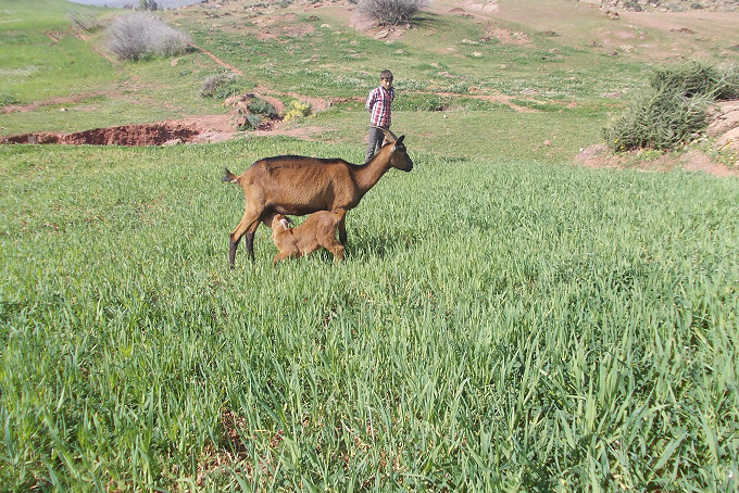 News on our goat project